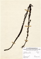 藏品(追風草)的圖片